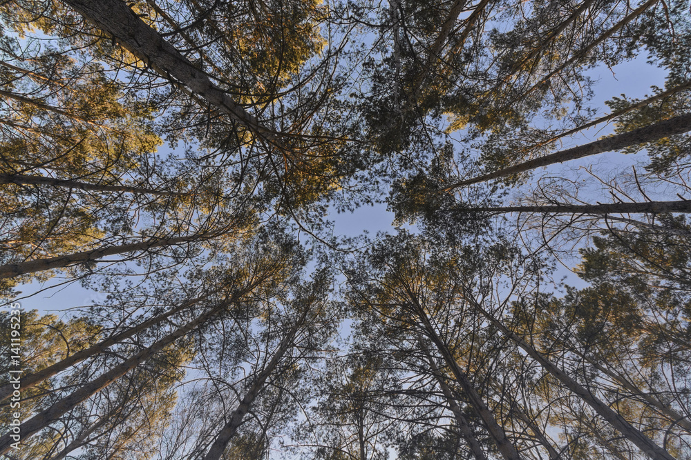 Obraz premium A look into the sky through pine-trees