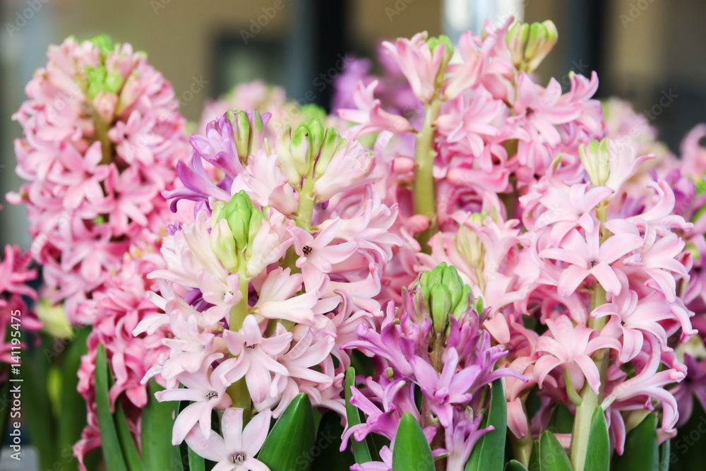 Pink Hyacinth Flower in the market.