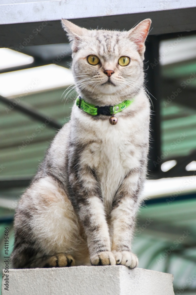 American Short Hair with yellow eyes cat