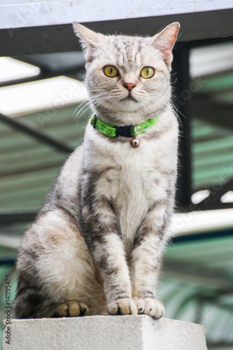 Obraz na płótnie American Short Hair with yellow eyes cat w salonie