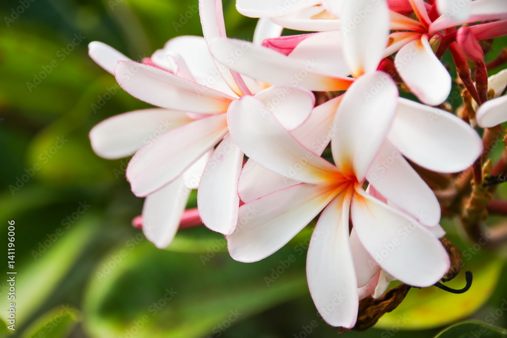 Pink Plumeria Flower 