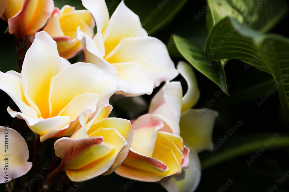 Pink and Yellow Plumeria Flower