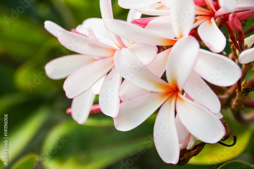 Pink Plumeria Flower 