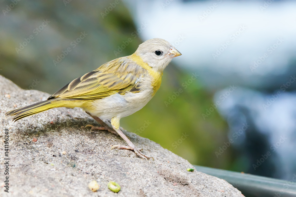 Young Saffron finch (sicalis flaveola) sitting on a stone Young Saffron finch (sicalis flaveola) sitting on a stone