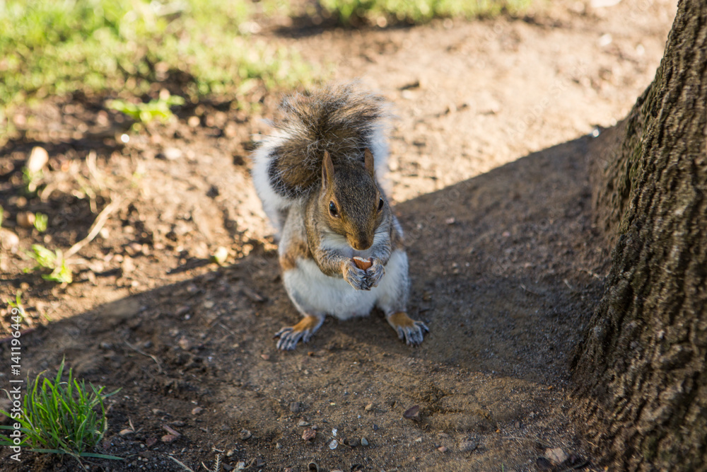 A squirrel on a tree A squirrel on a tree