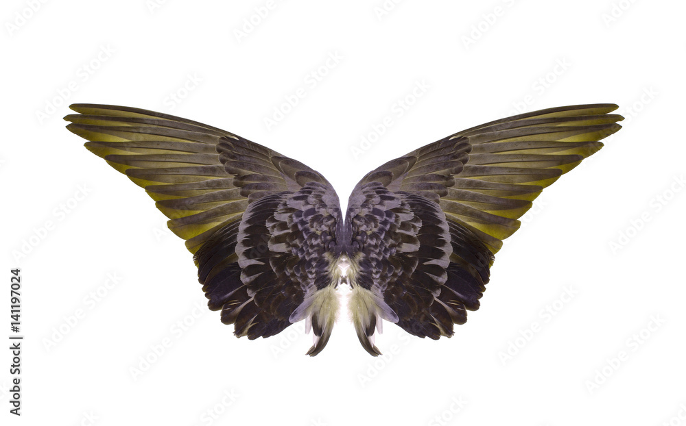 Fototapeta premium Pinion on the sprawling white