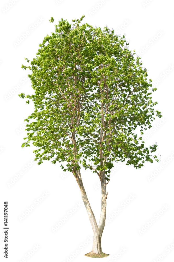 Obraz premium tree on white background of Isolated