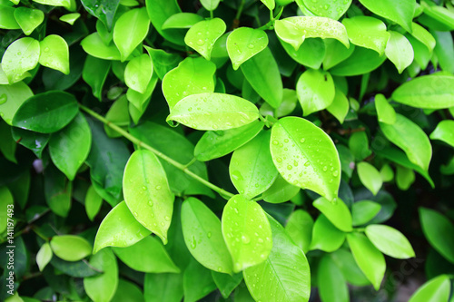 Ficus leaves close up