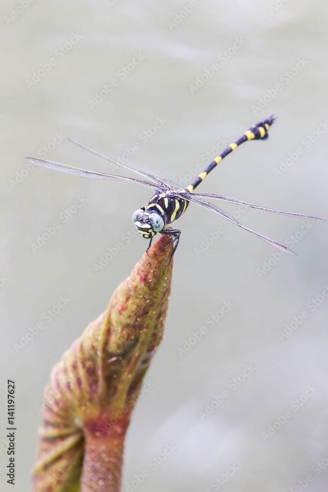 Dragonfly (Ictinogomphus Decoratus) on lotus leaf.