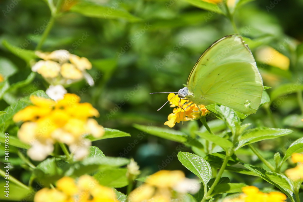 Small Grass Yellow (Eurema brigitta) Butterfly