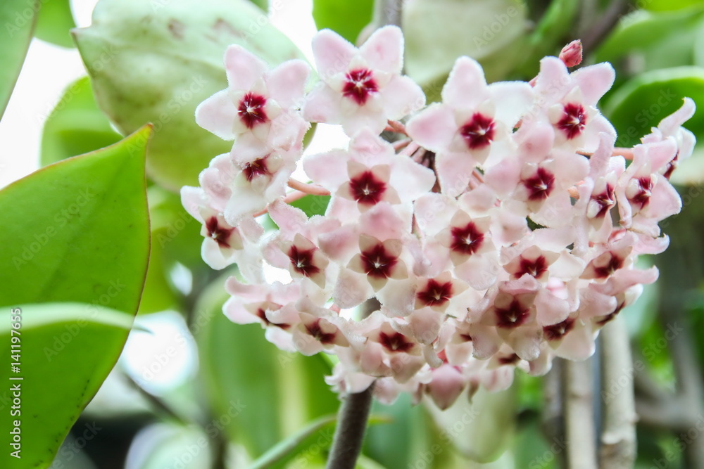 Star flower (Hoya) in the garden