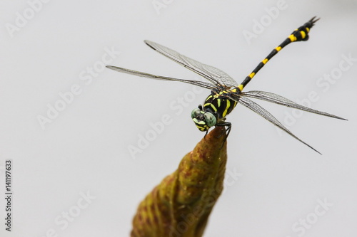 Obraz na płótnie Dragonfly (Ictinogomphus Decoratus) on lotus leaf. w salonie