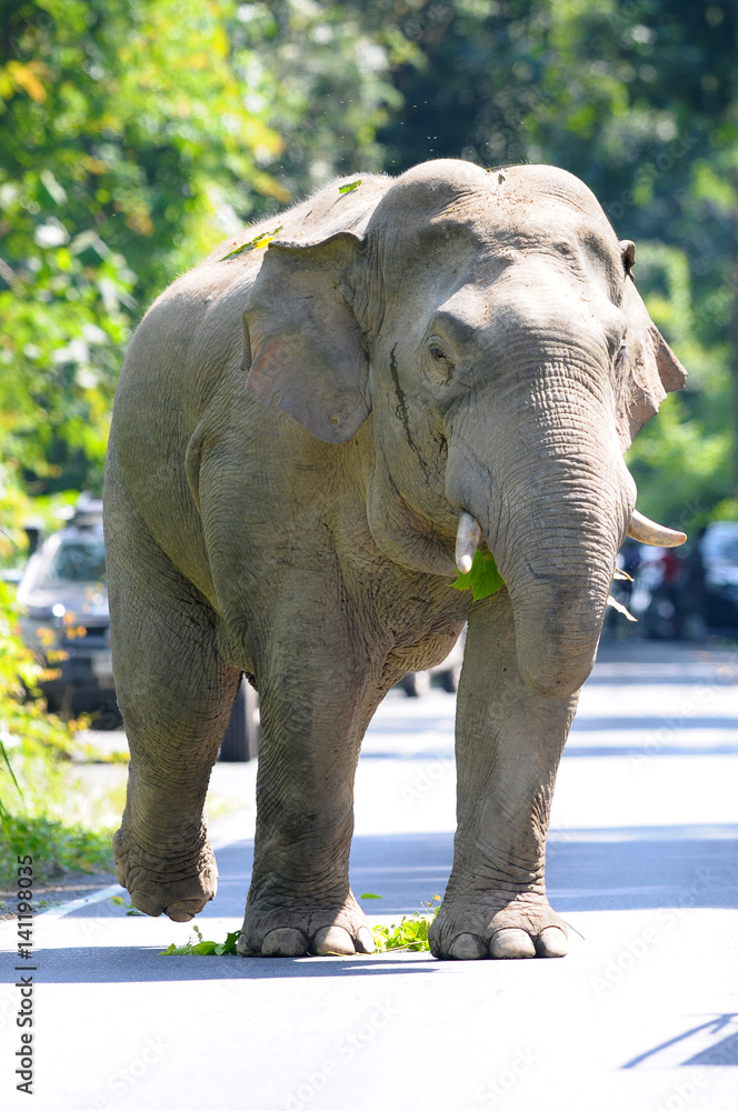 Naklejka premium Asian elephant in Khao Yai National Park,Thailand