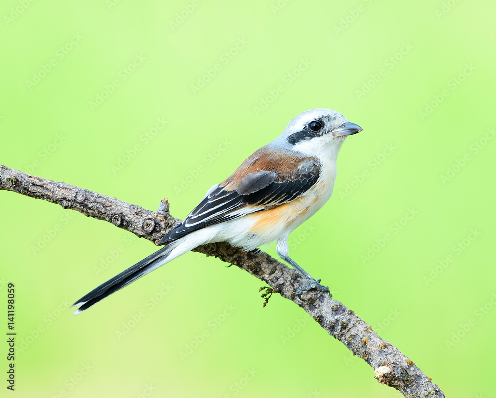 Obraz premium Bay-backed Shrike Bird /Lanius vittatus , New record bird of Thailand