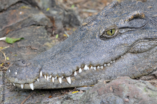 Bilde på lerret Crocodile closeup side and  Head  profile