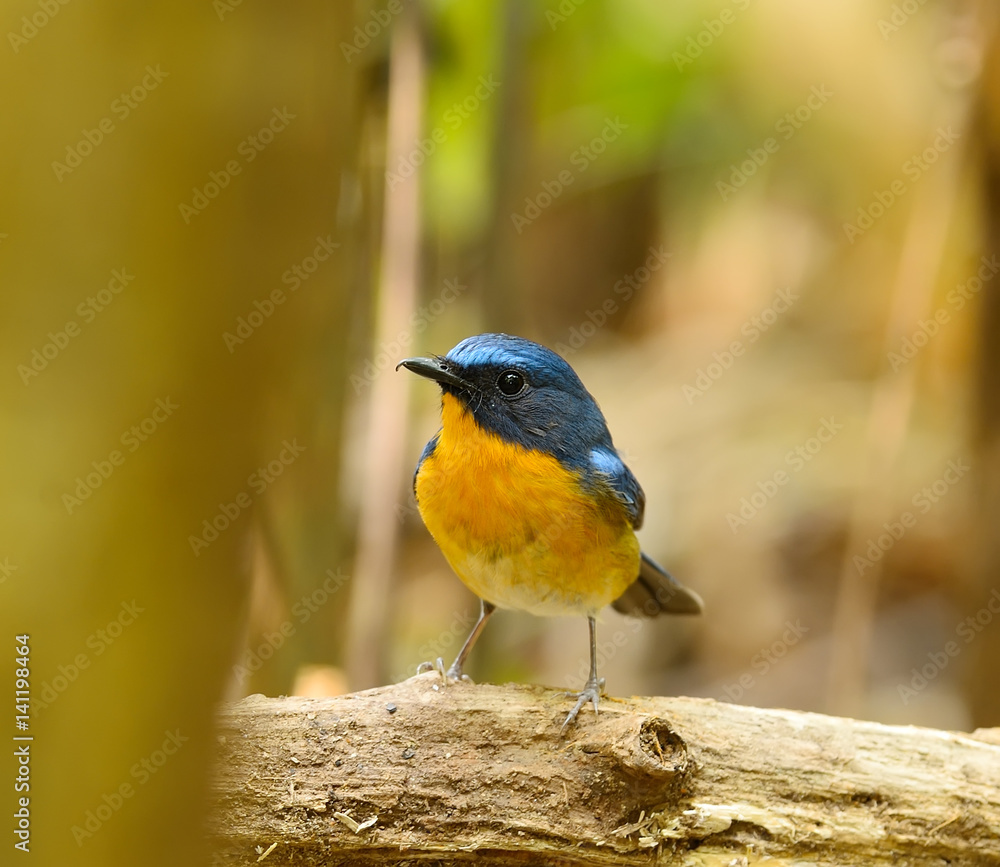 Beautiful Bird hill blue flycatcher (Cyornis banyumas) Beautiful Bird hill blue flycatcher (Cyornis banyumas)