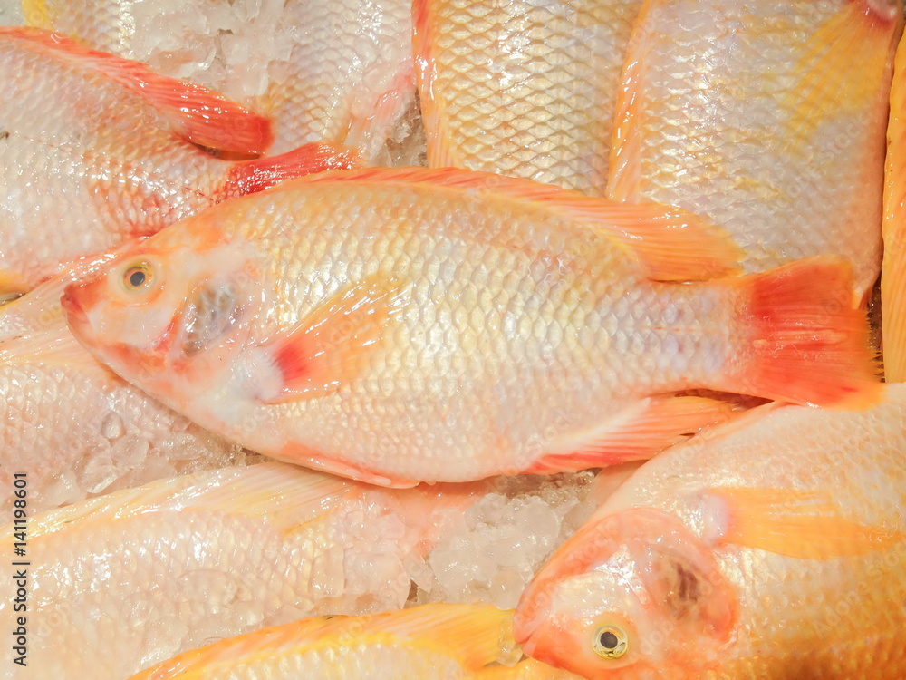 Oreochromis Niloticus, Red Nile Tilapia, Fish.