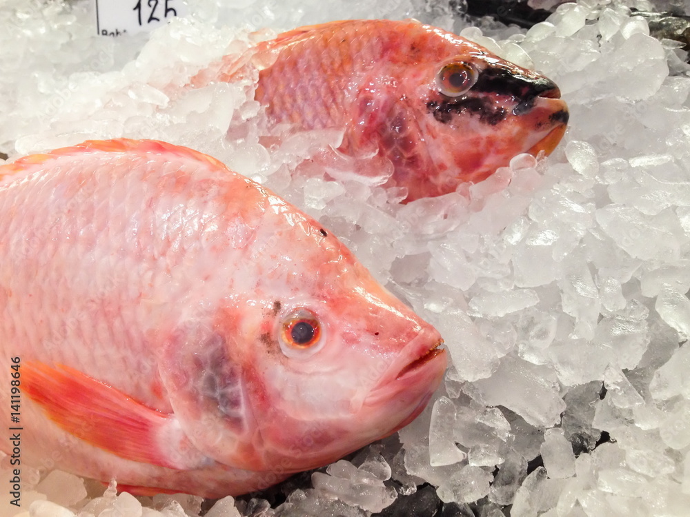 Oreochromis Niloticus, Red Nile Tilapia, Fish.