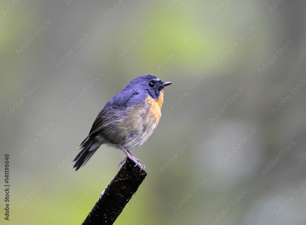 Fototapeta premium Flycatcher bird, male Snowy-browed Flycatcher (Ficedula hyperythra)