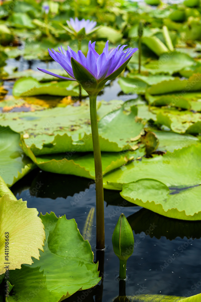 blue lotus blue lotus