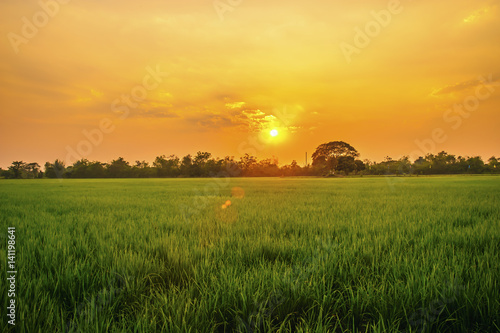 green rice field at Chiangmai Thailand