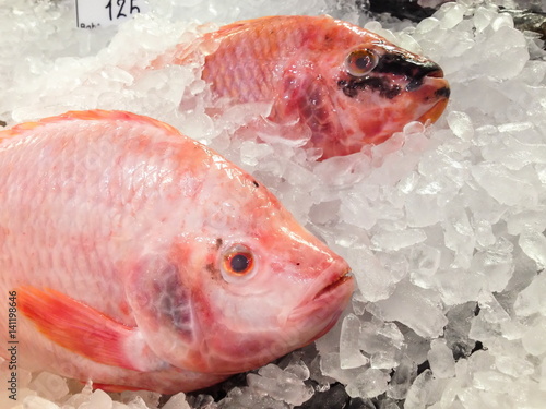 Obraz na płótnie Oreochromis Niloticus, Red Nile Tilapia, Fish. w salonie