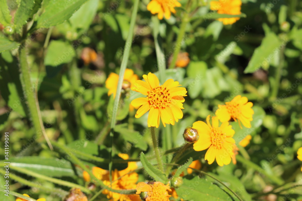 Yellow Yellow