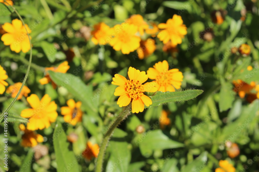 Yellow Yellow