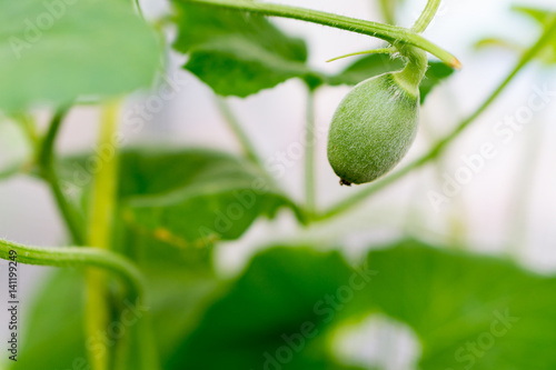 Close up baby melon with melon flower, popular