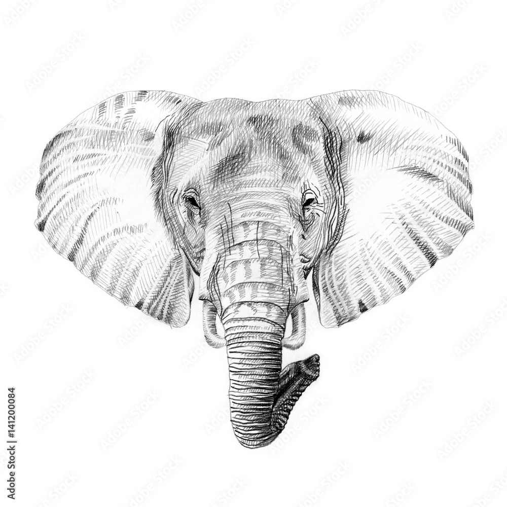 Naklejka premium Portrait of elephant drawn by hand in pencil
