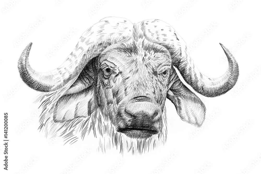 Portrait of buffalo drawn by hand in pencil Portrait of buffalo drawn by hand in pencil