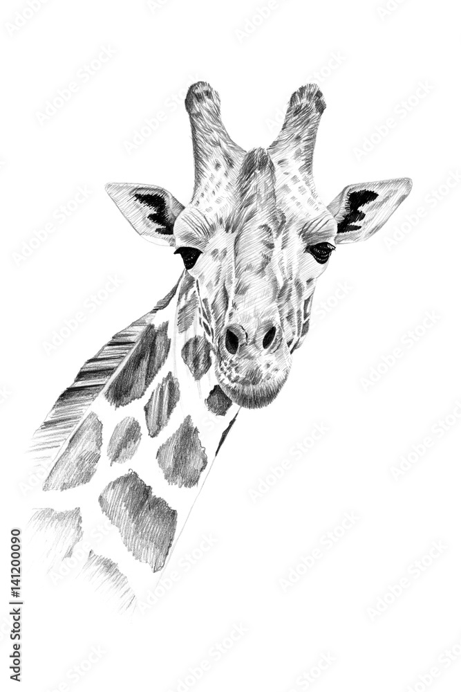 Naklejka premium Portrait of giraffe drawn by hand in pencil