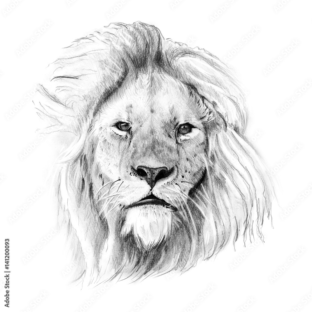 Obraz premium Portret lwa rysowane odręcznie ołówkiem