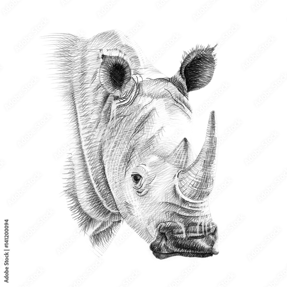 Fototapeta premium Portrait of rhino drawn by hand in pencil