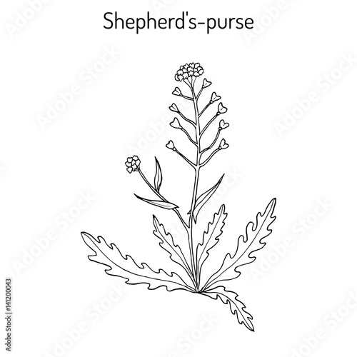 Shepherd s purse Capsella bursa-pastoris , medicinal herb