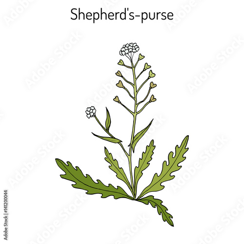 Shepherd s purse Capsella bursa-pastoris , medicinal herb