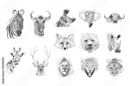 Portrait of animals drawn by hand in pencil
