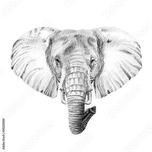 Portrait of elephant drawn by hand in pencil