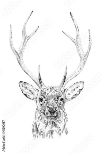 Dekoracja na wymiar  portrait-of-deer-drawn-by-hand-in-pencil