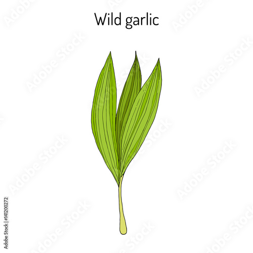 Wild leek, bear garlic Allium ursinum , or ramsons, buckrams, medicinal plant
