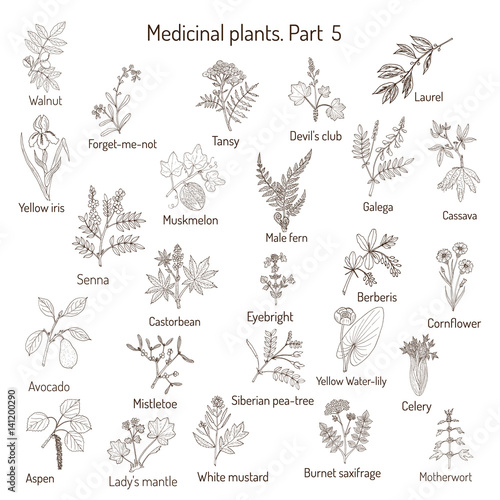 Vintage collection of hand drawn medical herbs and plants