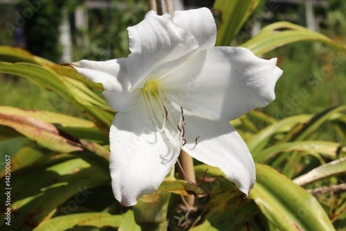 Fototapeta Naklejka Na Ścianę i Meble -  Hybrid white 