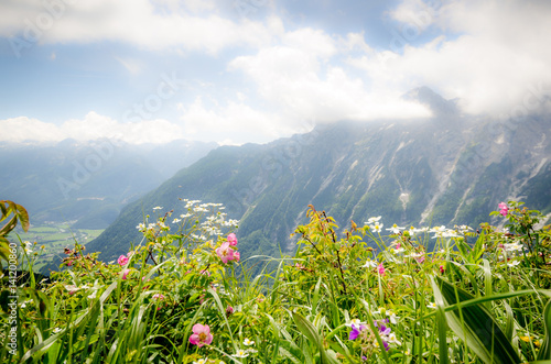 gr  ne Wiese mit Berglandschaft