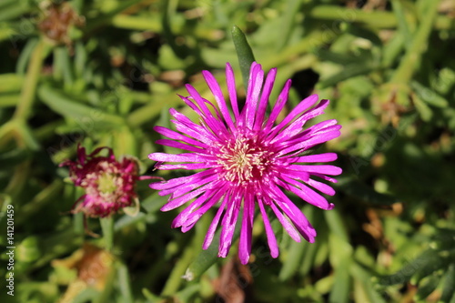  Trailing Iceplant  flower  or Pink Carpet  Ice Plant  Cooper s Ice Plant  in St. Gallen  Switzerland. Its Latin name is Delosperma Cooperi  Syn Mesembryanthemum Cooperi   native to South Africa.