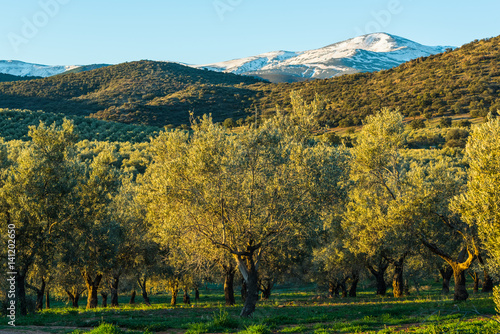 Panoramic view over olive trees and Sierra Nevada,Spain