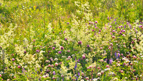 Fototapeta Naklejka Na Ścianę i Meble -  Wild flowers at summer.