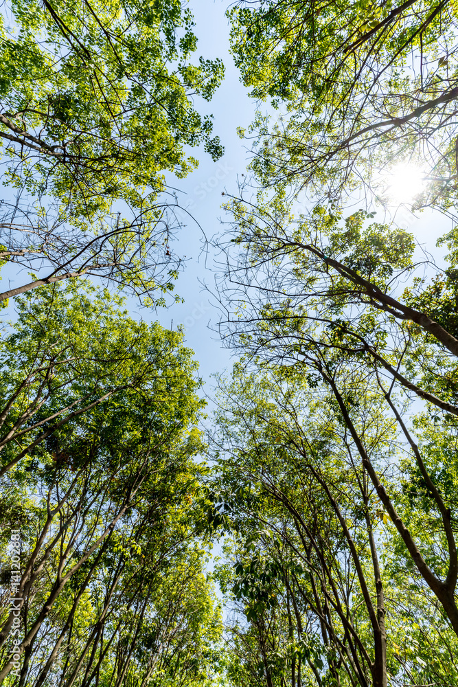 Fototapeta premium Top of the trees