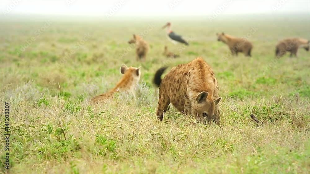 WILD Spotted Hyenas (Crocuta crocuta), also known as the Laughing Hyena or Tiger Wolf, scavenge an animal carcass in the Serengeti, Tanzania, Africa. Notice hyenas fighting over carcass in background.