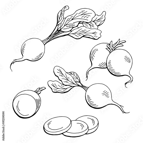 Radish graphic vegetable black white isolated sketch illustration vector