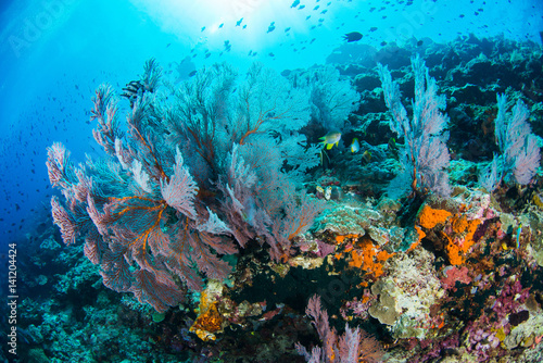 Fototapeta Naklejka Na Ścianę i Meble -  Undersea, Underwater life, fish, shoal, coral